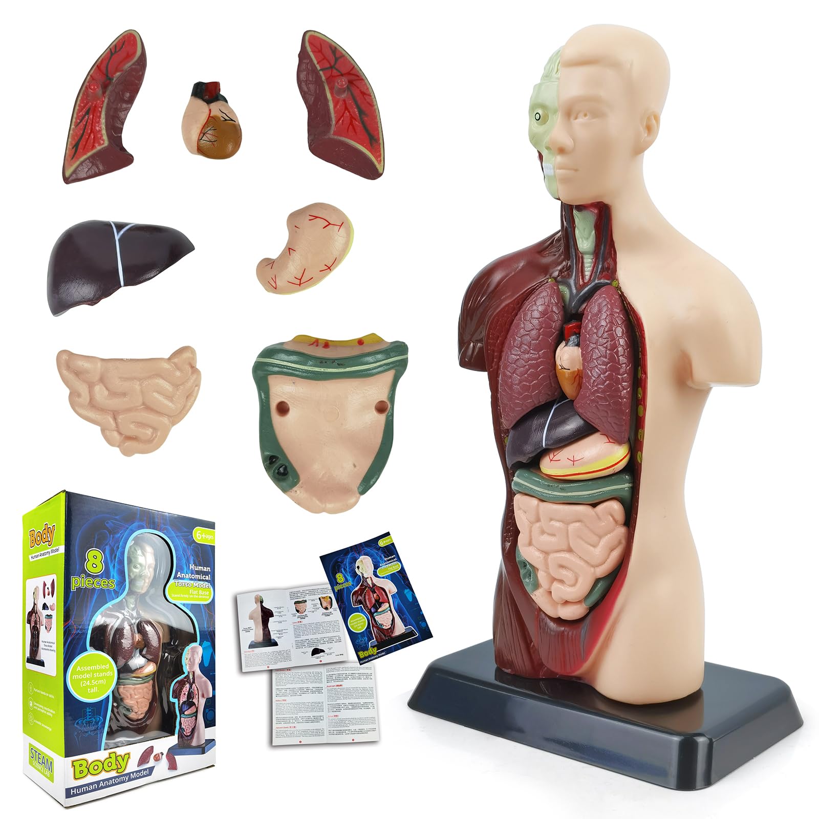 ANATOMY FOR BEGINNERS 4枚セット ANATOMY FOR BEGINNERS 4枚セット ANATOMY FOR BEGINNERS 4枚